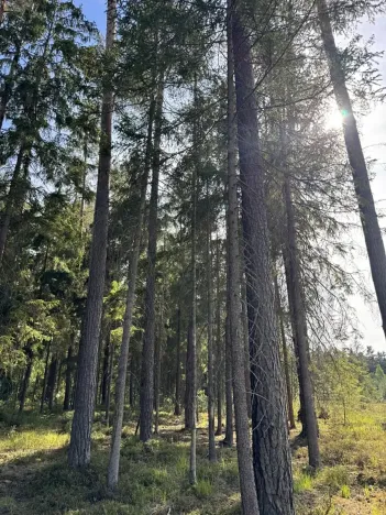 Prodej lesa, Novosedly nad Nežárkou, 67560 m2