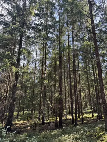 Prodej lesa, Novosedly nad Nežárkou, 67560 m2