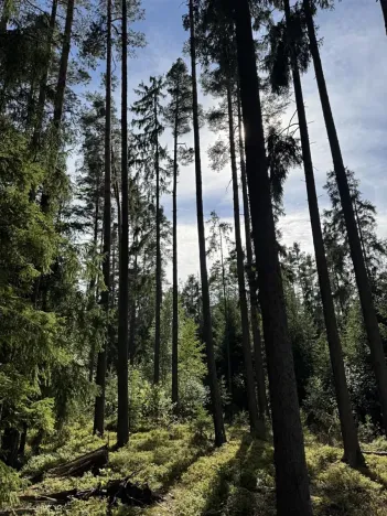 Prodej lesa, Novosedly nad Nežárkou, 67560 m2