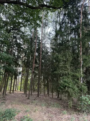 Prodej lesa, Zruč-Senec, 2639 m2