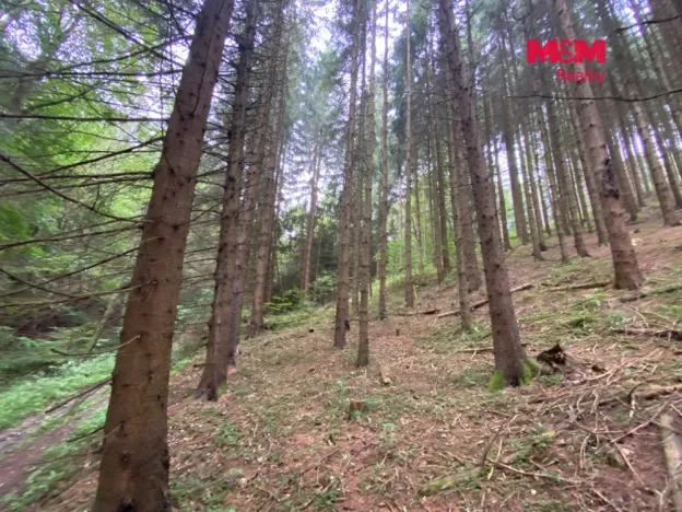 Prodej lesa, Strážná, 11485 m2