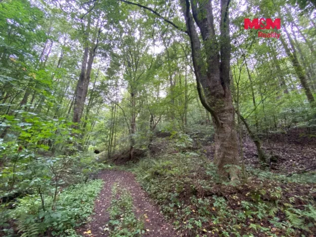 Prodej lesa, Strážná, 1204 m2
