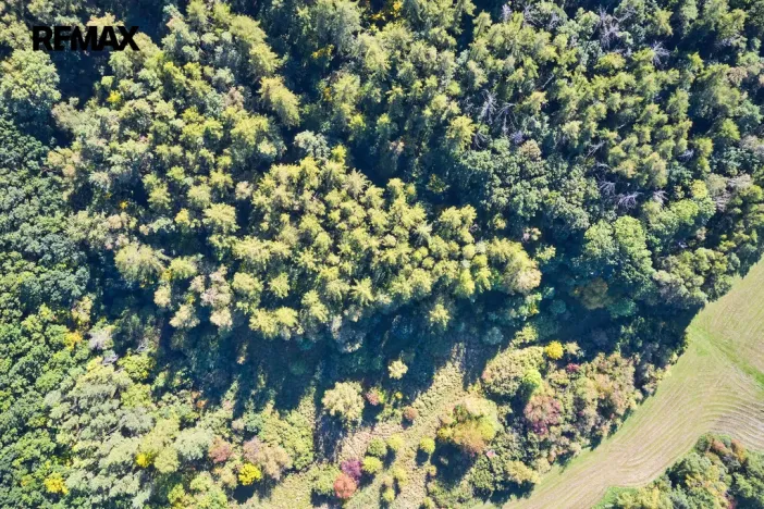 Prodej lesa, Račice nad Trotinou, 31440 m2