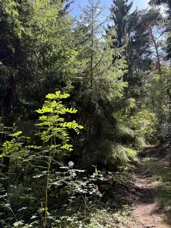 Prodej lesa, Vlkančice, 10739 m2