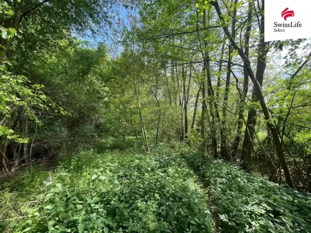 Prodej lesa, Horní Dunajovice, 6071 m2