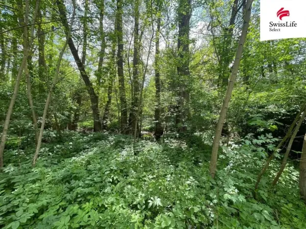 Prodej lesa, Horní Dunajovice, 6071 m2