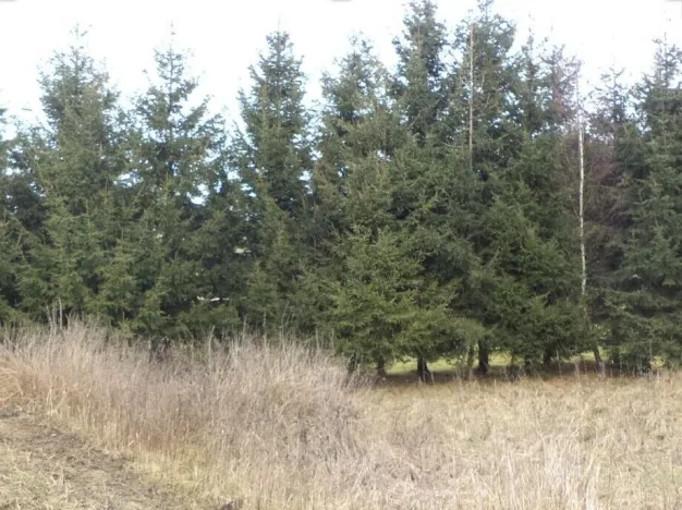 Prodej pozemku, Horní Planá, 1390 m2