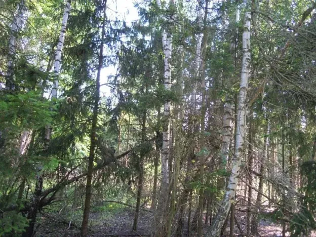 Prodej lesa, Radkovice u Budče, 204 m2