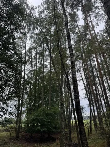 Prodej lesa, Lažany, 7152 m2