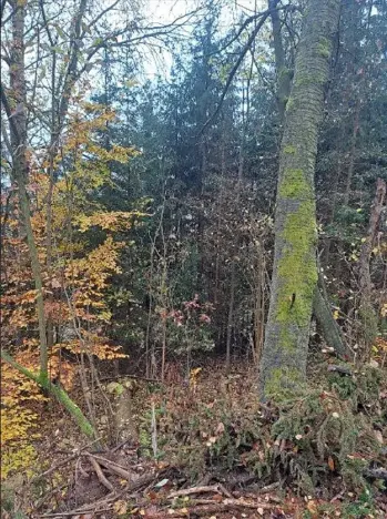 Prodej podílu lesa, Stará Paka, 2755 m2