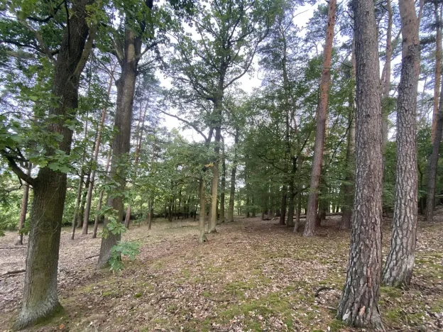Prodej lesa, Ostřetín - Vysoká u Holic, 11957 m2