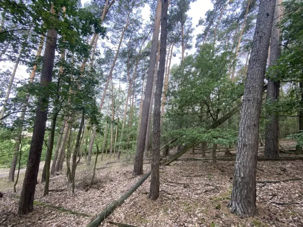 Prodej lesa, Ostřetín - Vysoká u Holic, 11957 m2
