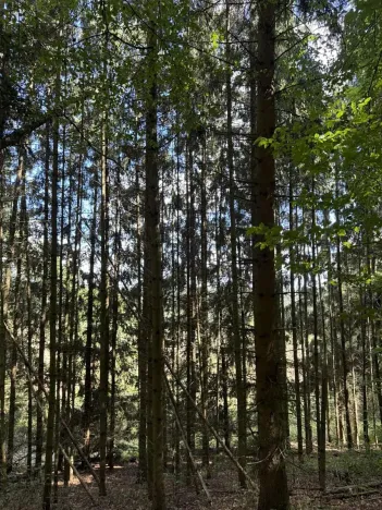 Prodej lesa, Vlkančice, 10739 m2