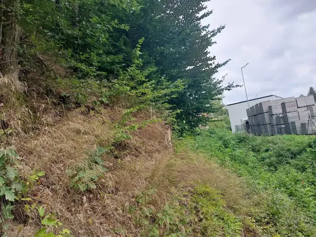 Prodej lesa, Rychnov nad Kněžnou, 3801 m2