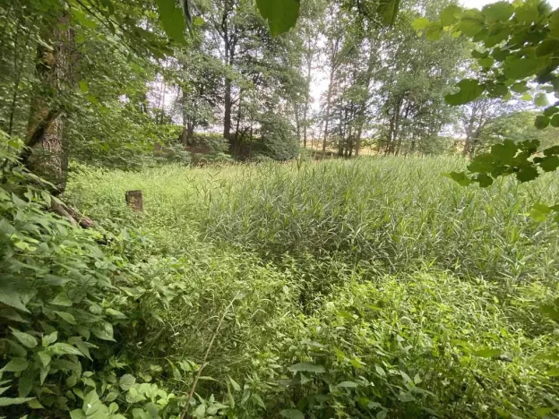 Prodej louky, Nové Hrady - Štiptoň, 4246 m2