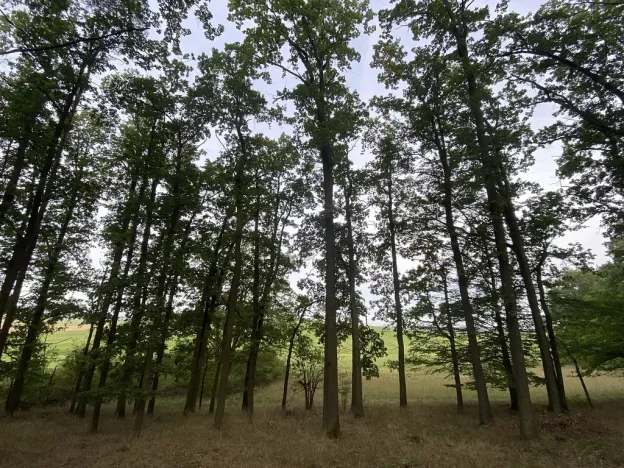 Prodej lesa, Ostřetín - Vysoká u Holic, 11957 m2