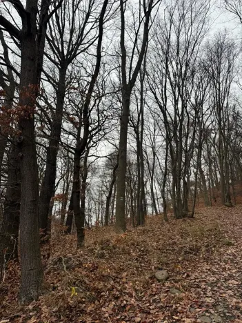 Prodej lesa, Ústí nad Labem, 9837 m2