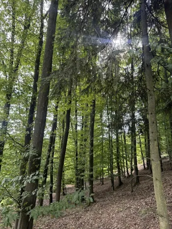 Prodej podílu lesa, Dolní Studénky, 11507 m2