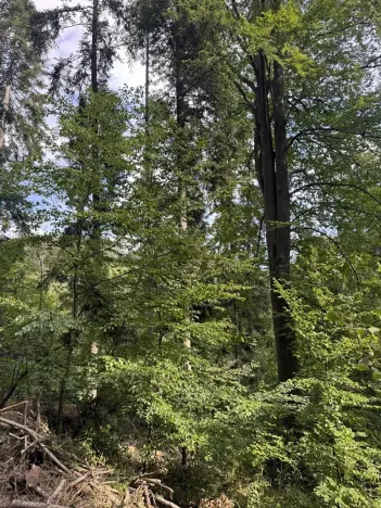 Prodej podílu lesa, Dolní Studénky, 11507 m2
