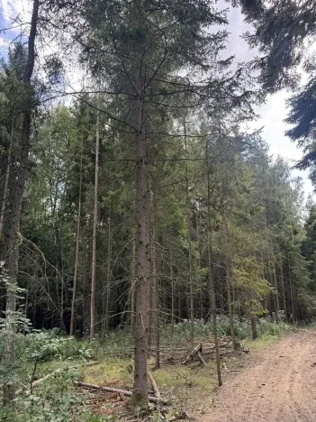 Prodej podílu lesa, Dolní Studénky, 11507 m2
