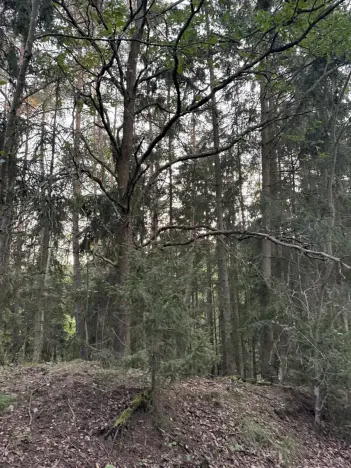 Prodej rybníku, Vráž, 3145 m2