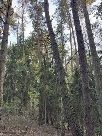 Prodej rybníku, Vráž, 3145 m2