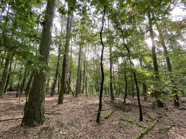 Prodej lesa, Ostřetín - Vysoká u Holic, 5528 m2
