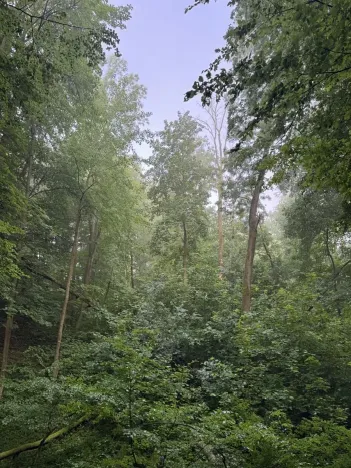 Prodej podílu lesa, Velký Ořechov, 2457 m2