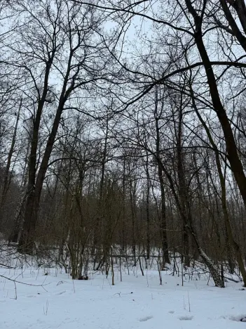 Prodej lesa, Kralupy nad Vltavou, 3462 m2